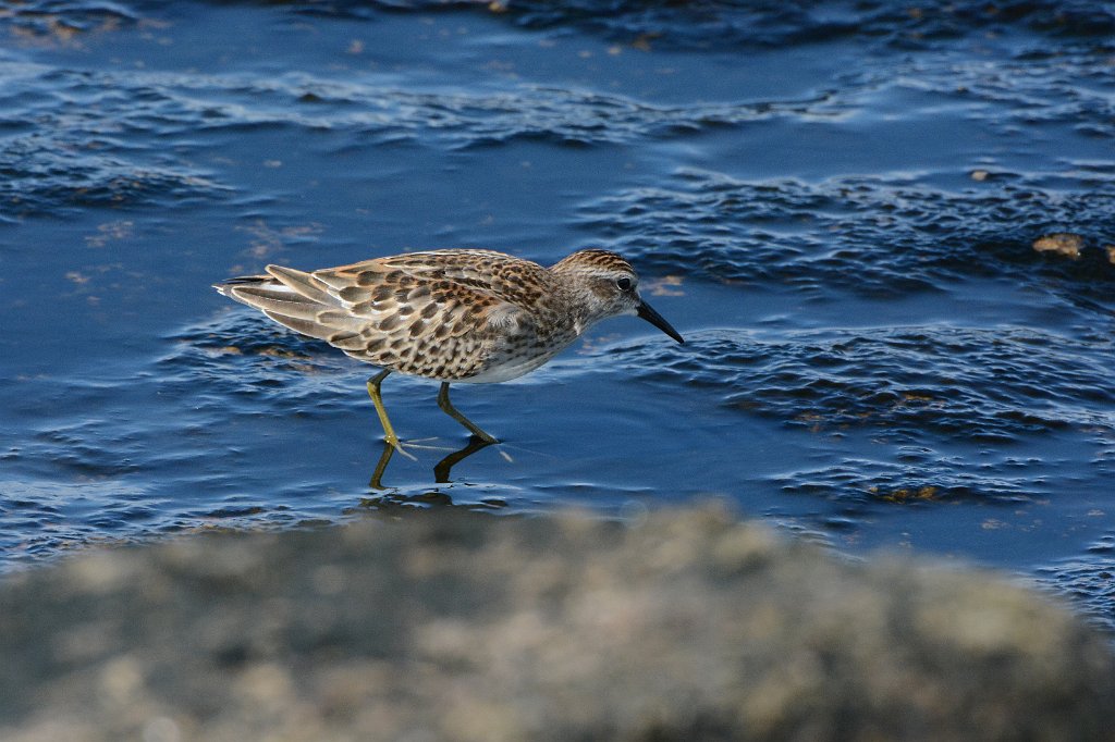 Sandpiper, Least, 2017-09079690 Halibut Point State Park, MA.JPG - Least Sandpiper. Halibut Point State Park, MA, 9-7-2017